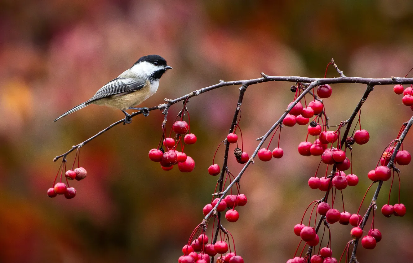 Фото обои осень, ягоды, птица, ветка, птичка, синичка, синица, John Clay Photography