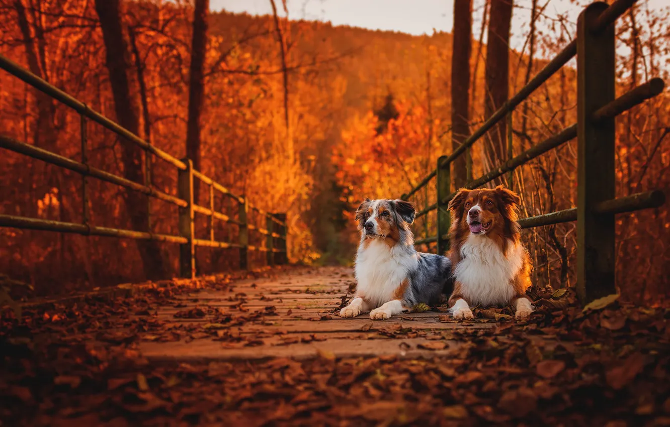 Фото обои осень, собаки, мост