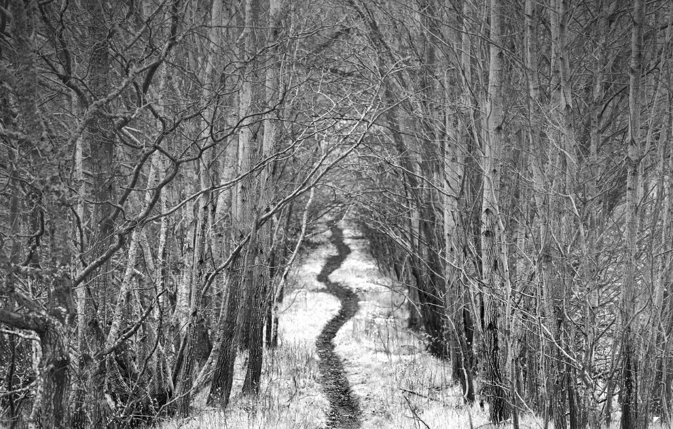 Фото обои лес, ч/б, тропинка, by Robin de Blanche, Alley
