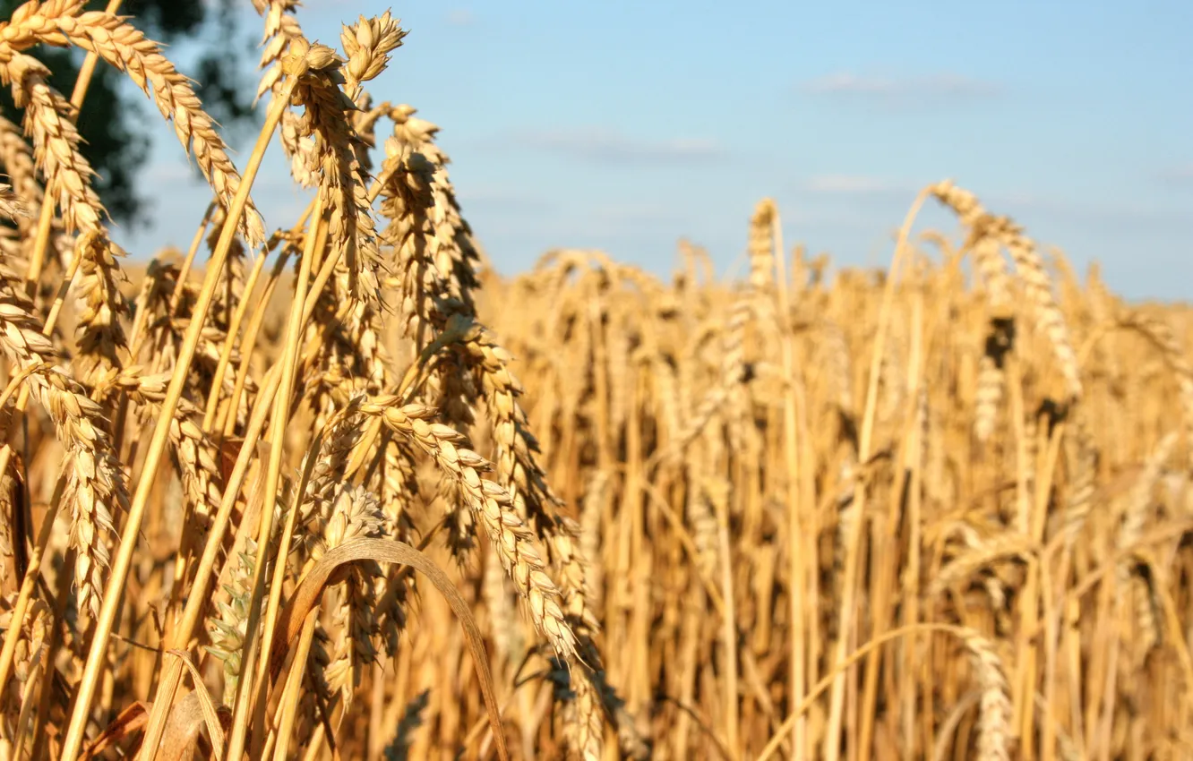 Фото обои wheat, crop, seeds