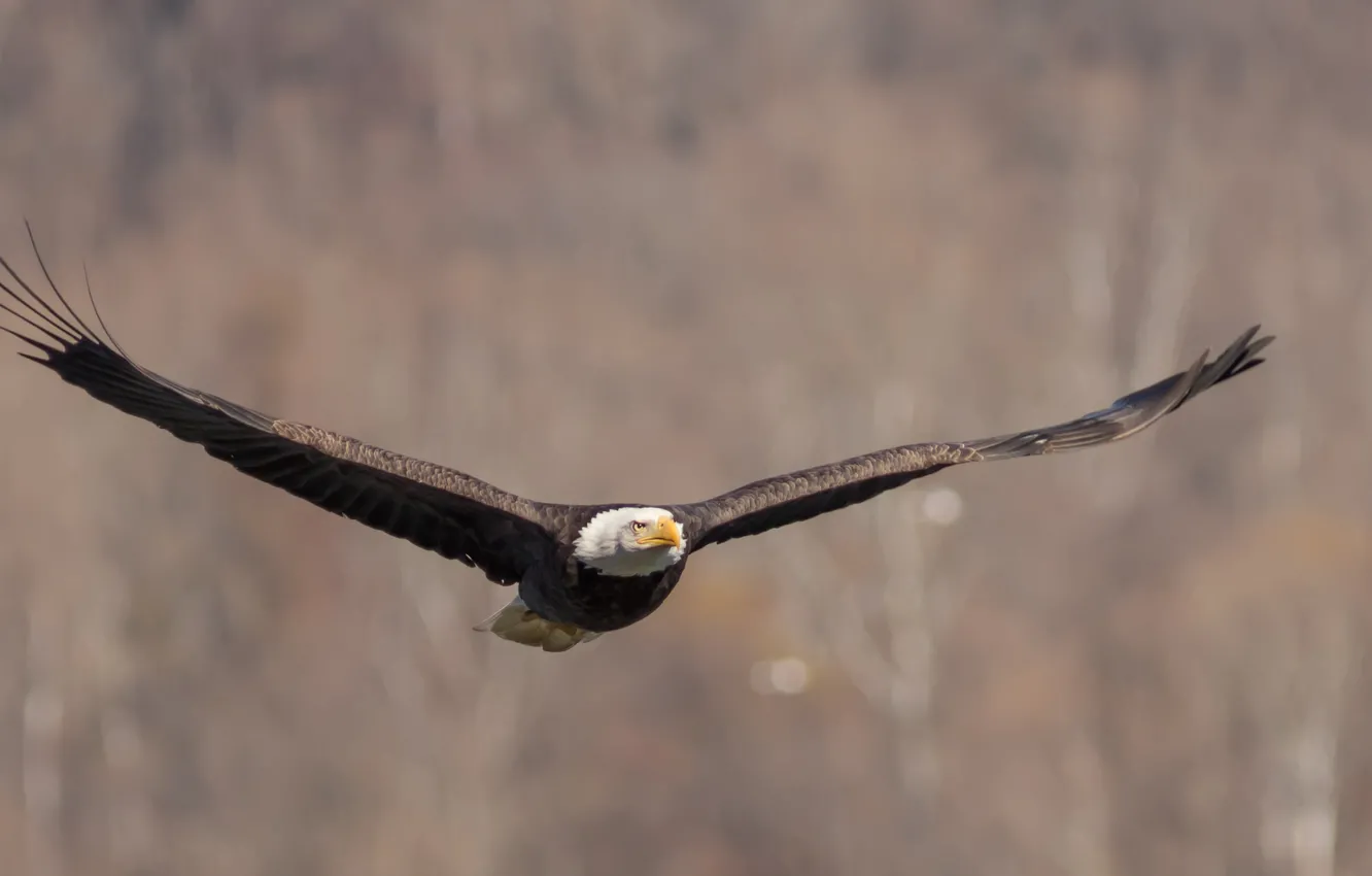 Фото обои птица, крылья, полёт, взмах, Белоголовый Орлан, Bald Eagle