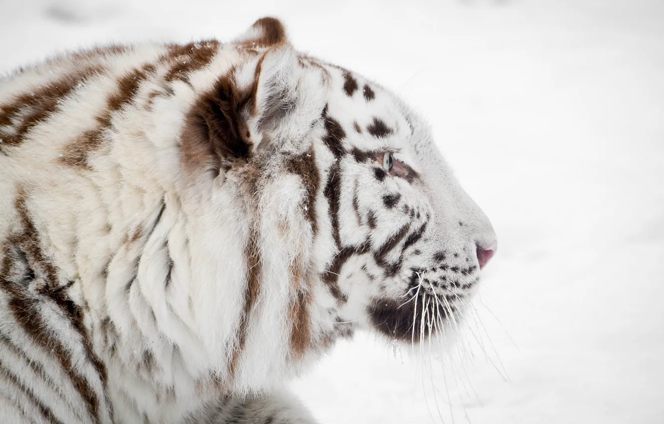 Фото обои зима, морда, профиль, белый тигр, дикая кошка
