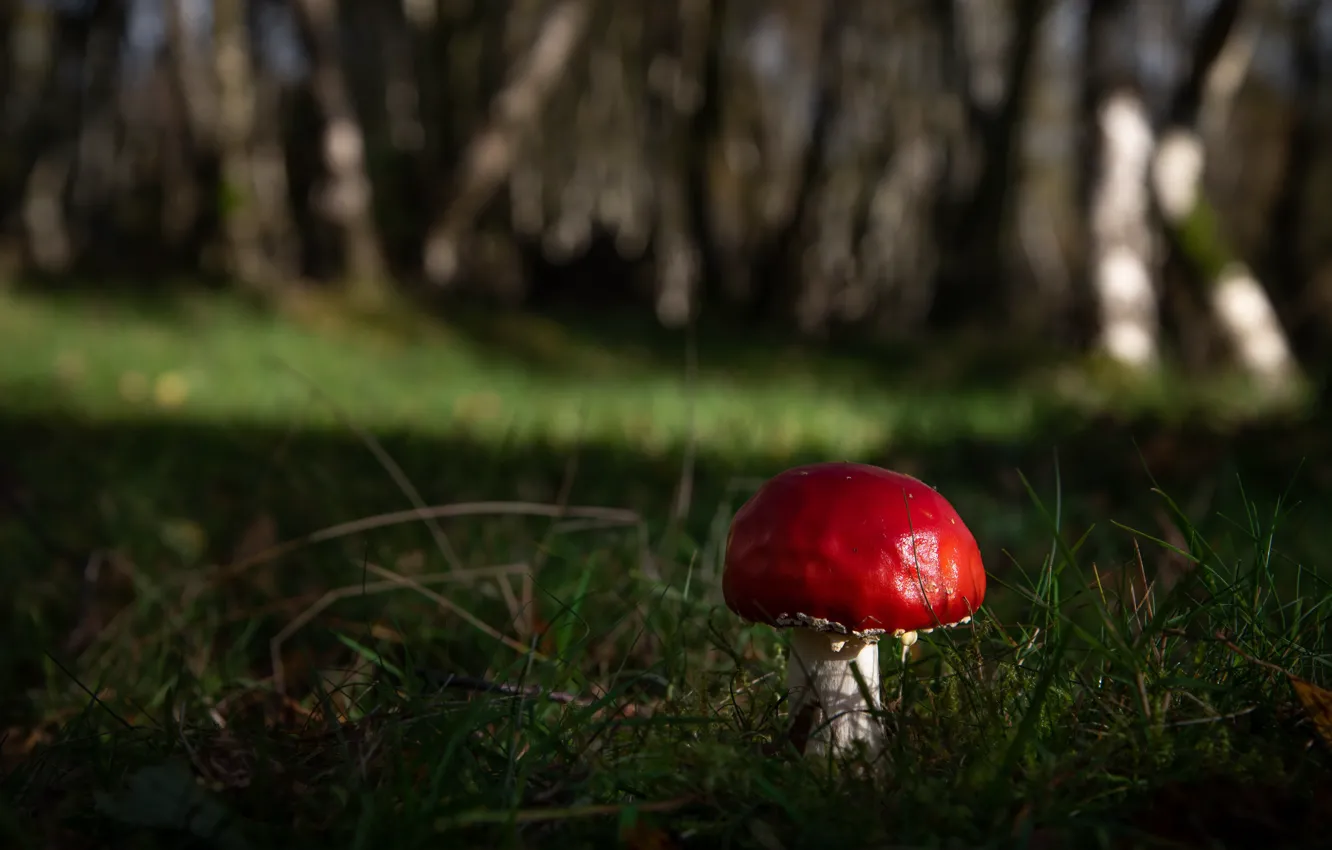 Фото обои лес, природа, грибы