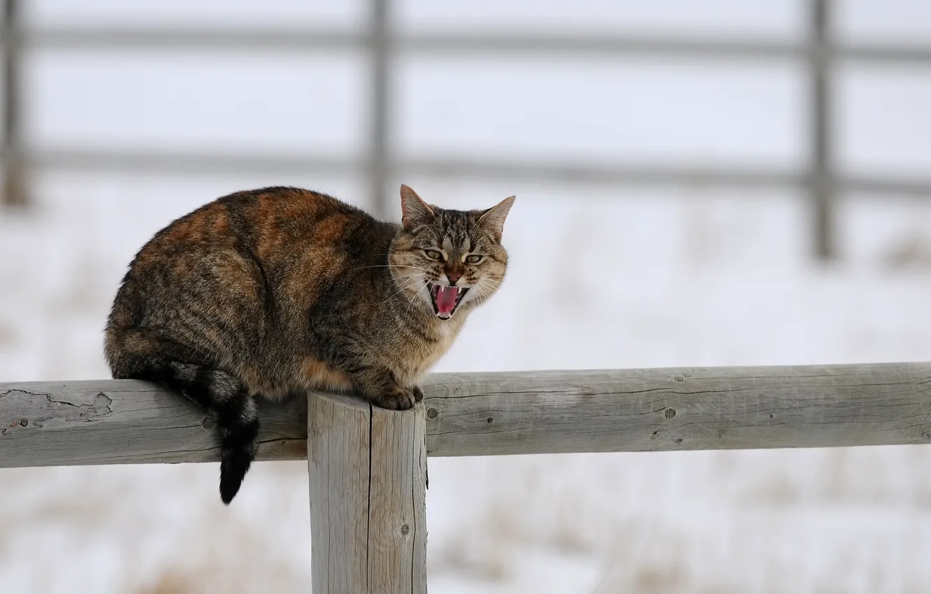 Фото обои зима, кошка, кот, снег, забор, столб, деревяшки