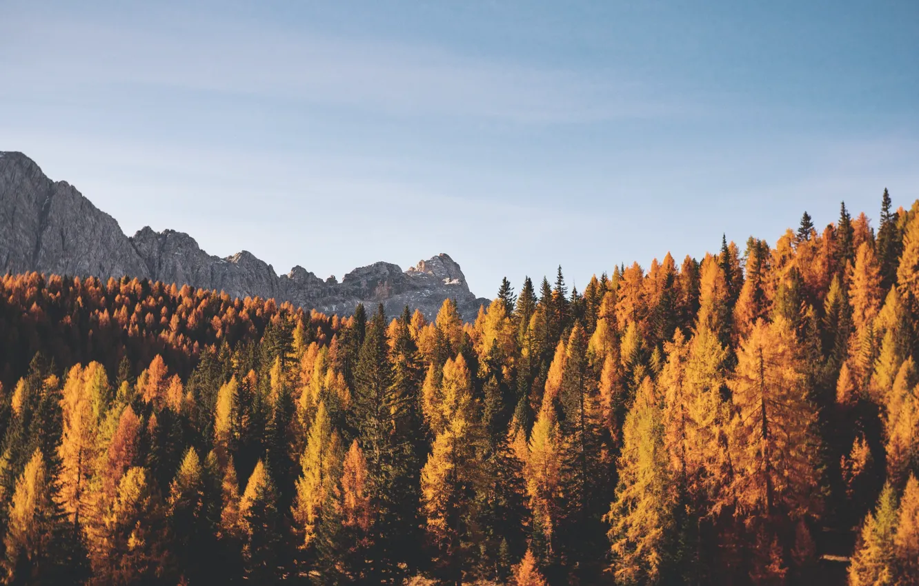 Фото обои осень, лес, небо, облака, деревья, горы, природа, скалы