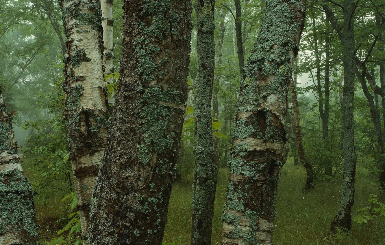Фото обои лес, деревья, мох, березы