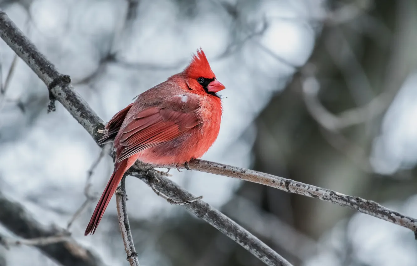 Фото обои птица, красный кардинал, Northern Cardinal