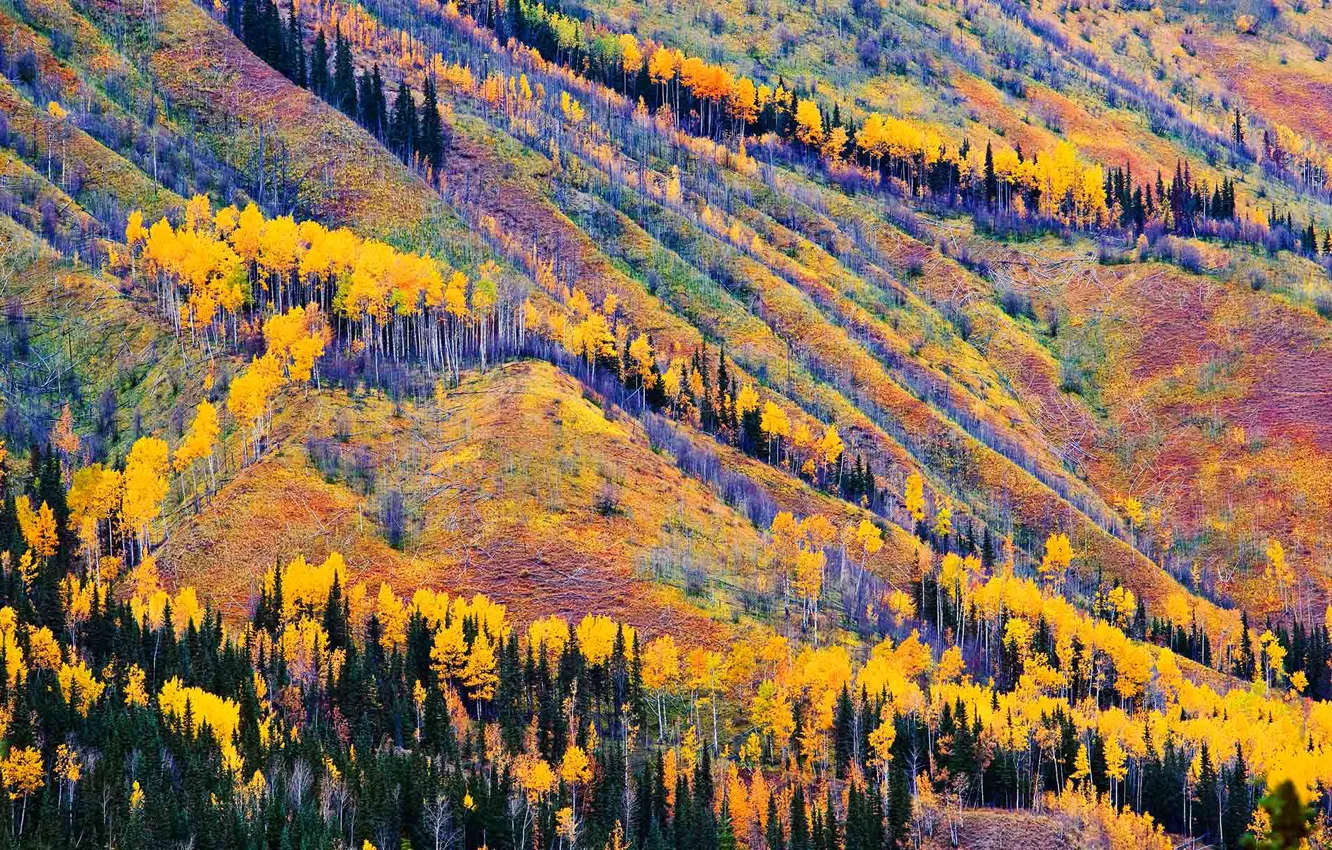 Фото обои осень, деревья, горы, Канада, Британская Колумбия