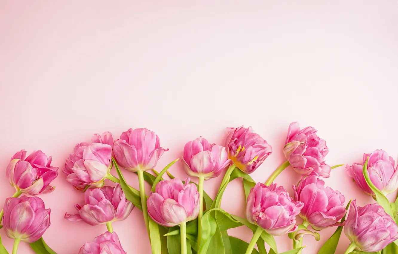 Фото обои цветы, букет, тюльпаны, розовые, pink, flowers, beautiful, tulips
