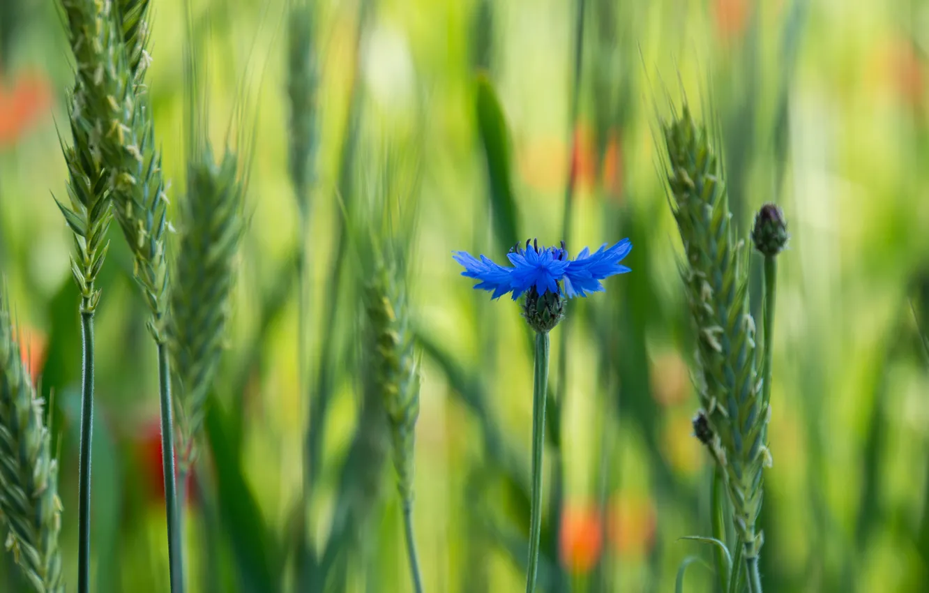 Фото обои поле, цветок, макро, синий, размытость, волошка, Василек