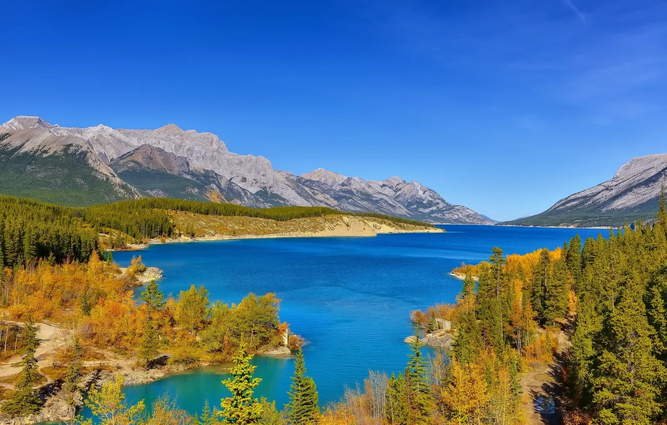 Фото обои лес, горы, озеро, Канада, Альберта, Alberta, Canada, Abraham Lake