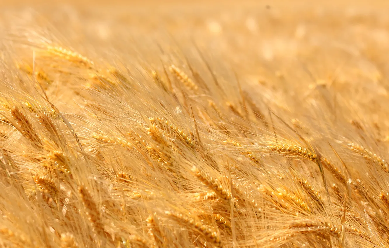 Фото обои пшеница, поле, жёлтая, спелая, пора, колоски.