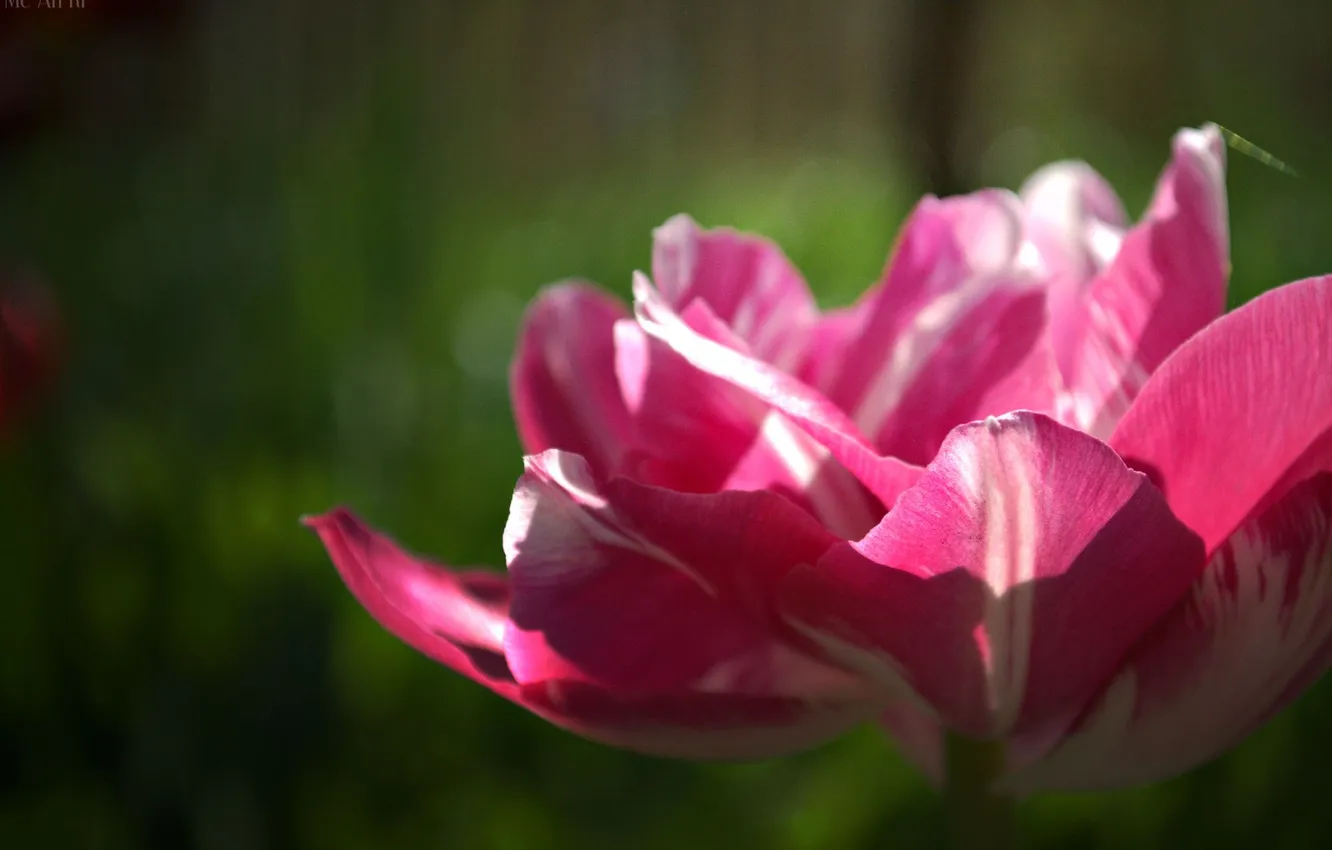 Фото обои весна, тюльпаны, красивые, дача, мои