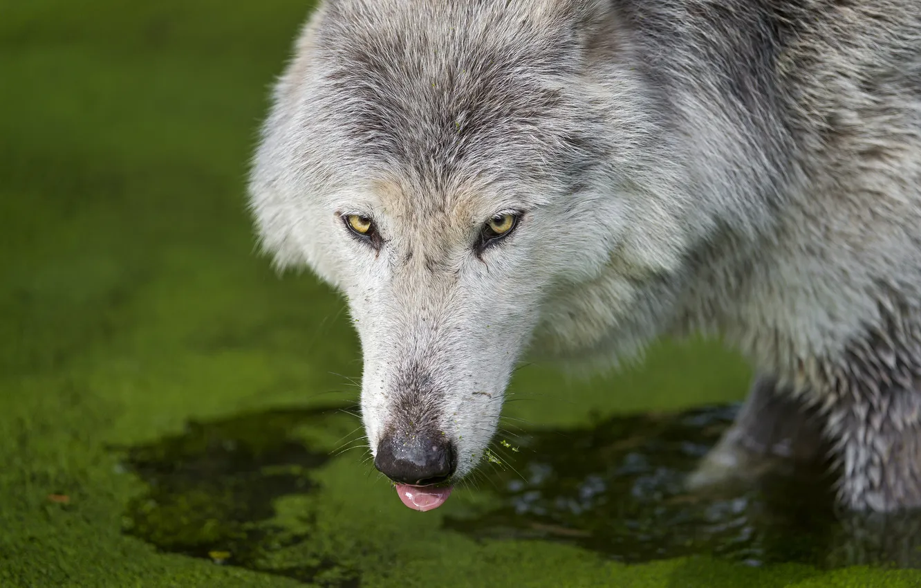 Фото обои язык, волк, тина, водоем, пьет, ©Tambako The Jaguar