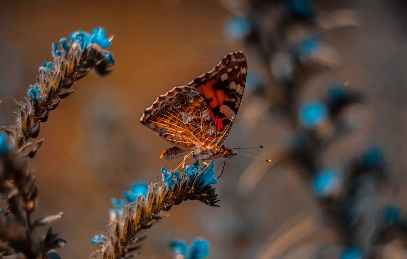 Фото обои wallpaper, animals, nature, blue, butterfly, flowers, macro, blur