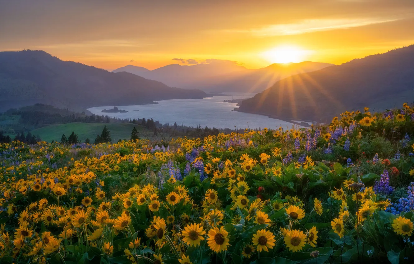 Фото обои закат, цветы, горы, река, луг, Орегон, Oregon, Columbia River