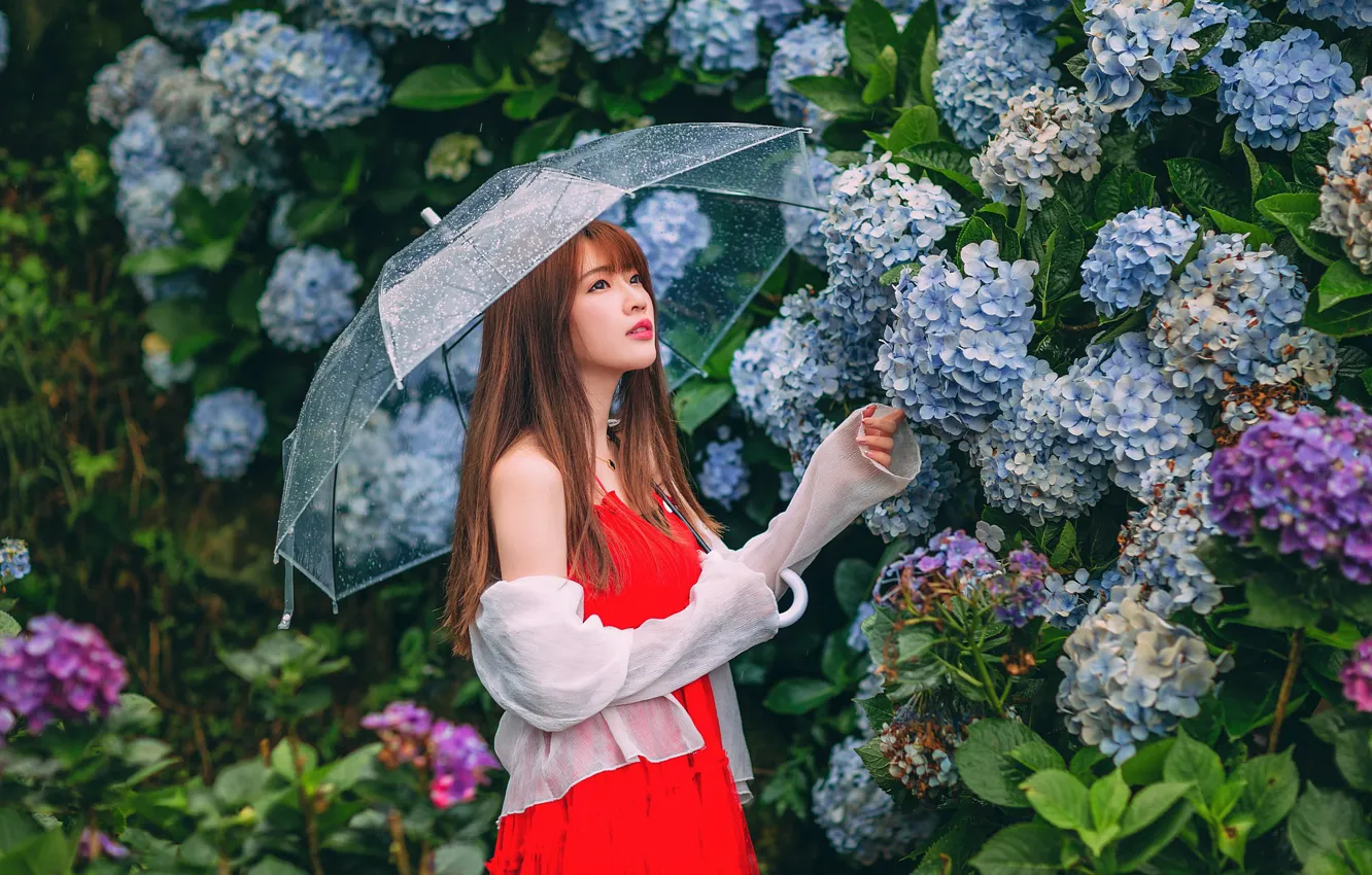 Фото обои девушка, цветы, зонт, азиатка, милашка