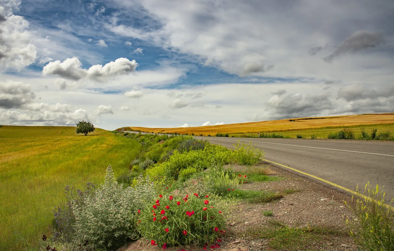 Фото обои дорога, поле, лето
