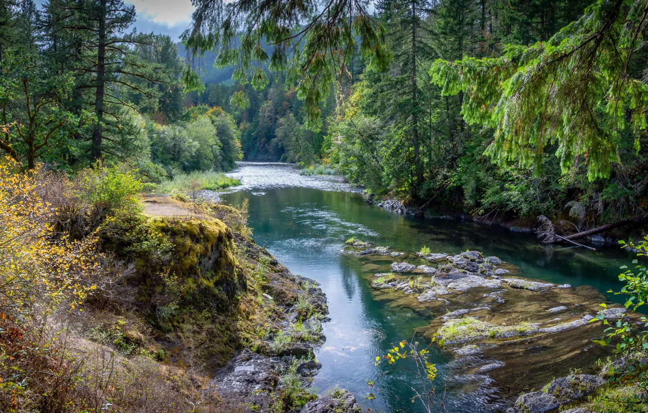 Фото обои зелень, лес, солнце, деревья, река, Канада, Cowichan River