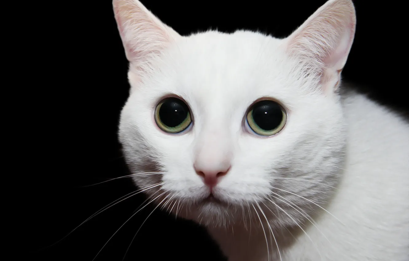 Фото обои глаза, кот, фон, мордашка