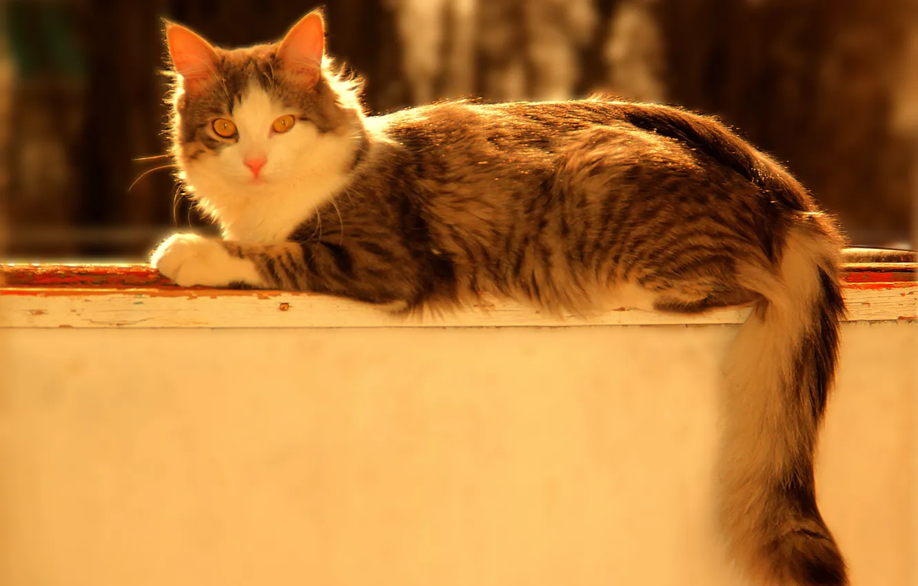 Фото обои кот, взгляд, серый, лежит, grey, cat, парапет, Боке