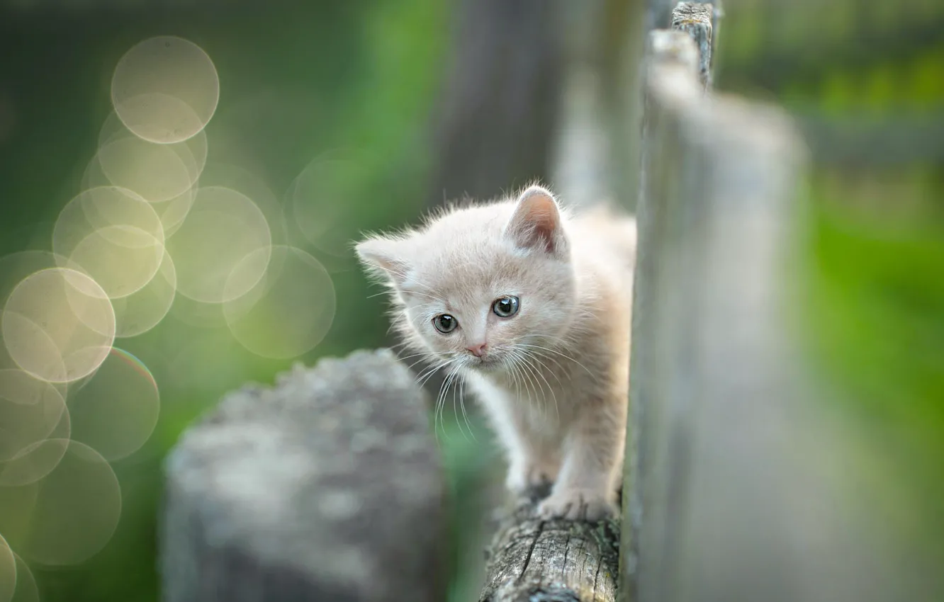 Фото обои кошка, котенок, забор, малыш, прогулка, мордашка, бежевый, боке
