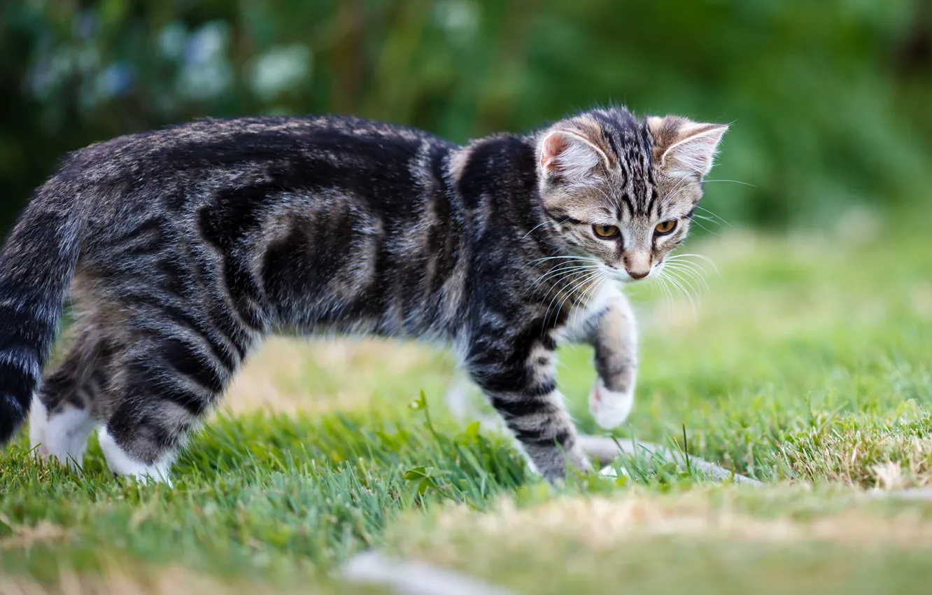 Фото обои кошка, лето, трава, взгляд, природа, поза, поляна, лапки