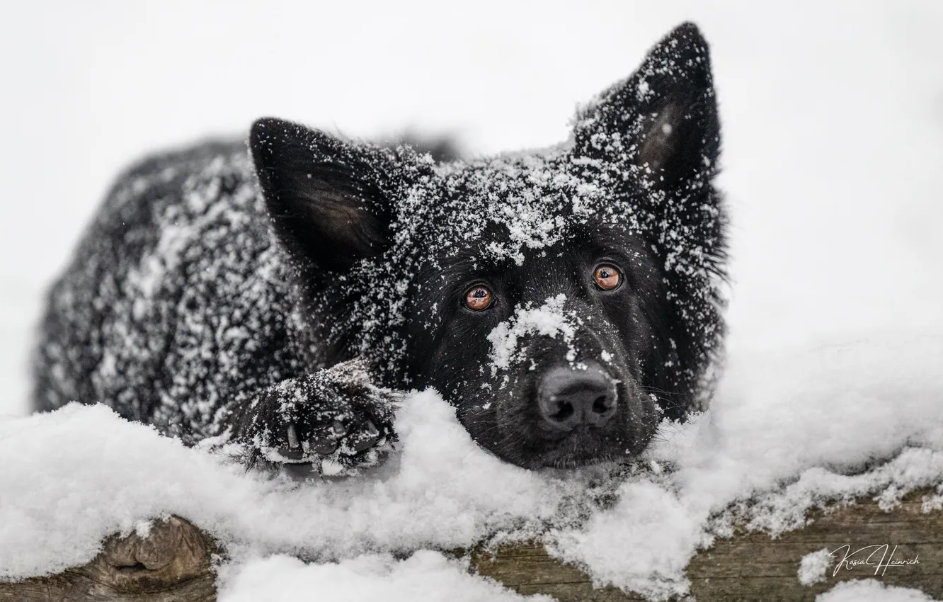 Фото обои взгляд, морда, снег, собака, Немецкая овчарка