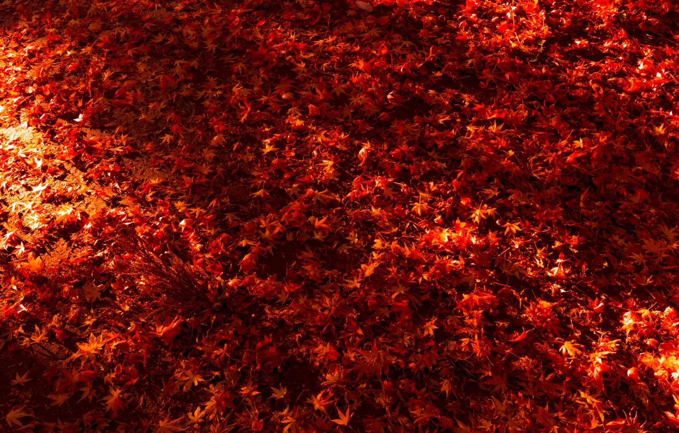 Фото обои Красный, Природа, Осень, Листья, Много, Клён