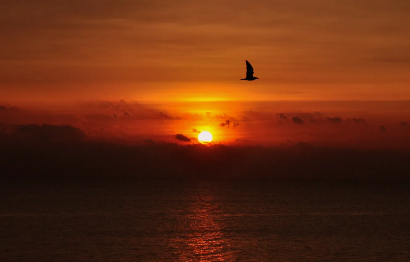 Фото обои twilight, sea, ocean, flying, sunset, seascape, flight, clouds