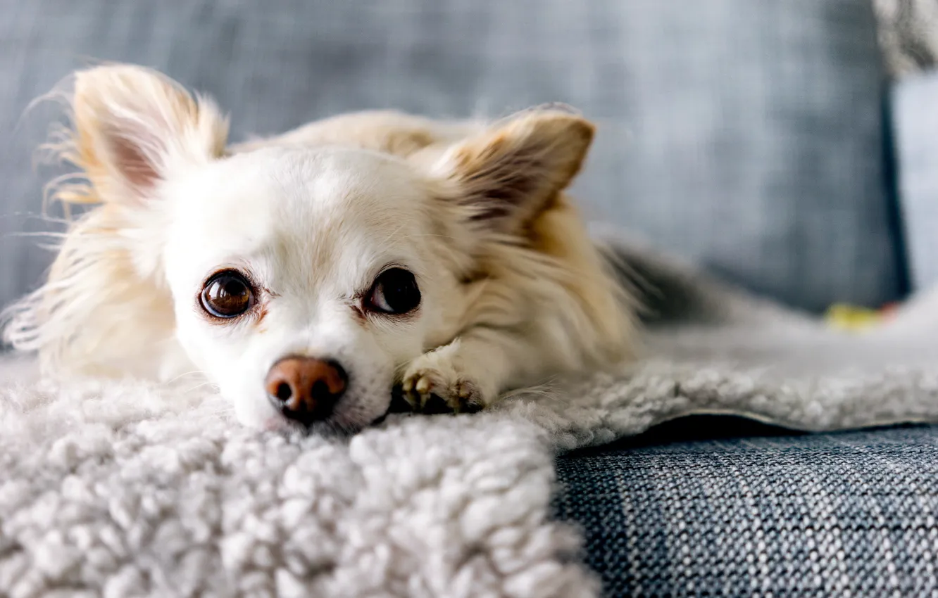 Фото обои взгляд, друг, собака, Chihuahua