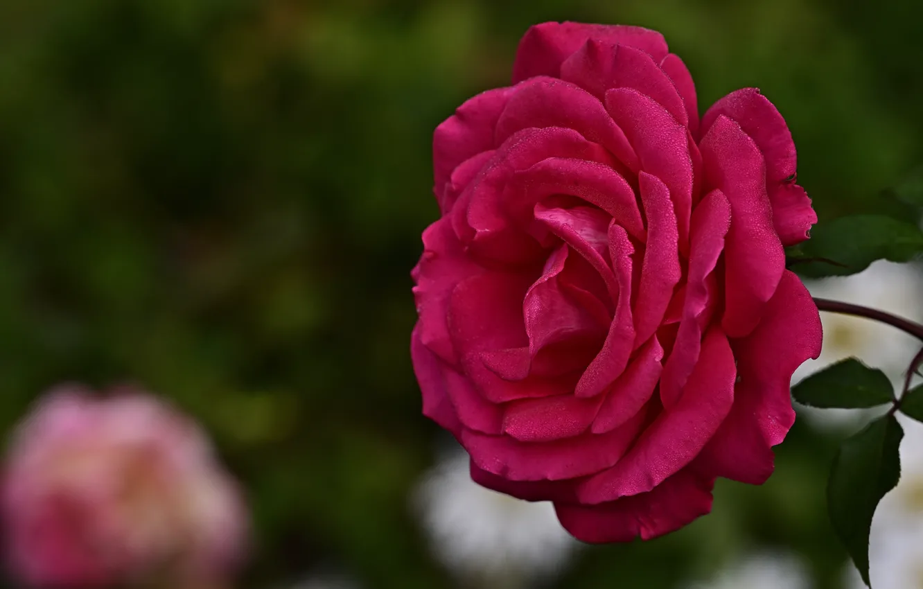Фото обои цветок, макро, розовая, роза, сад, боке