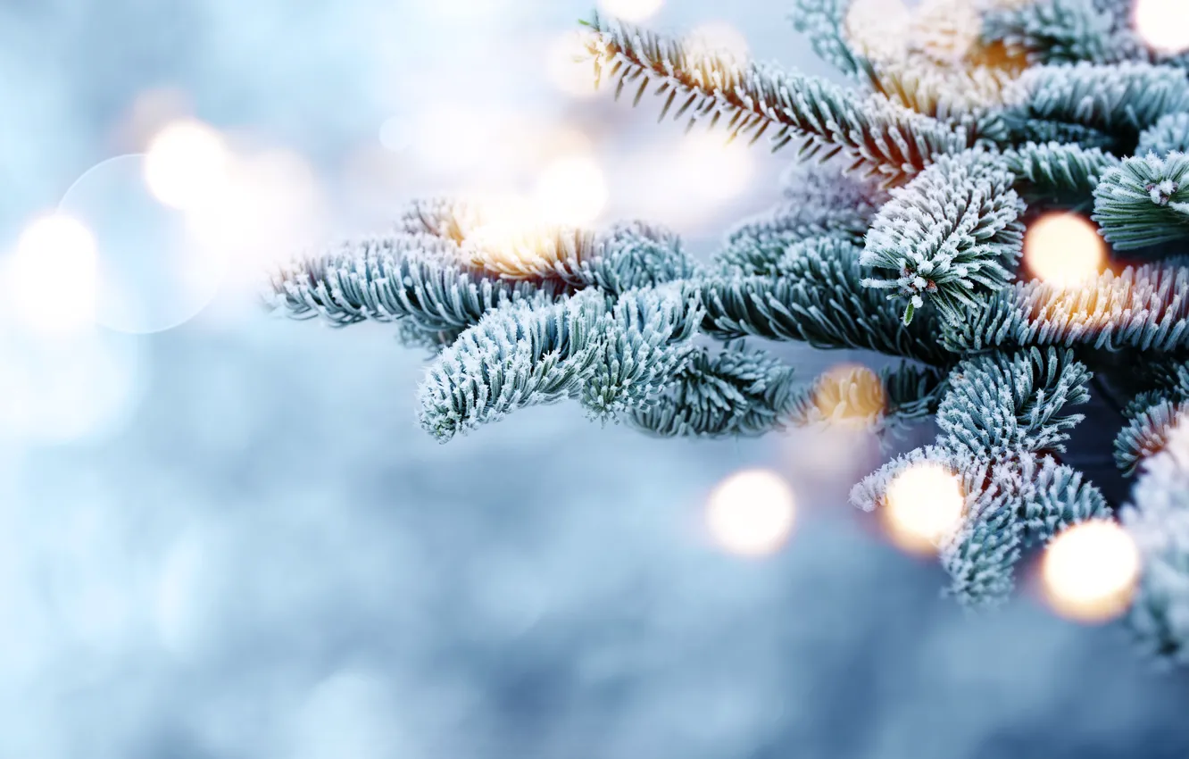 Фото обои зима, снег, ветки, елка, мороз, winter, snow, bokeh