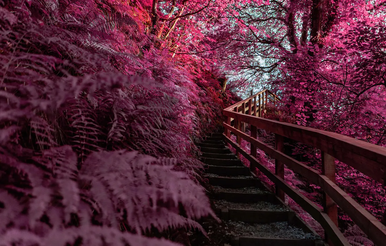 Фото обои Природа, Красота, Nature, Spring, Outdoor, Pink aesthetic, Infrared Photography, Wooden stairs