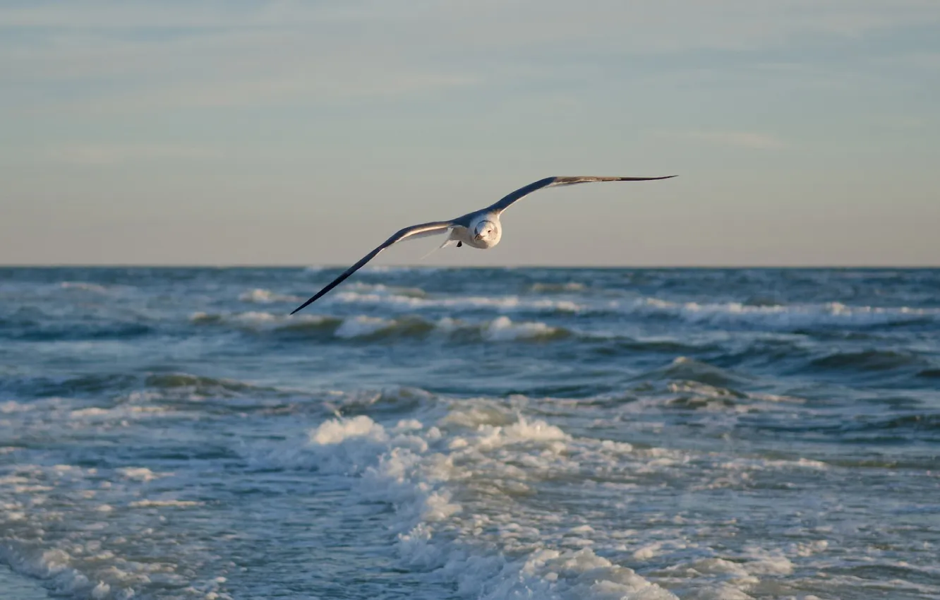 Фото обои море, волны, полет, чайка