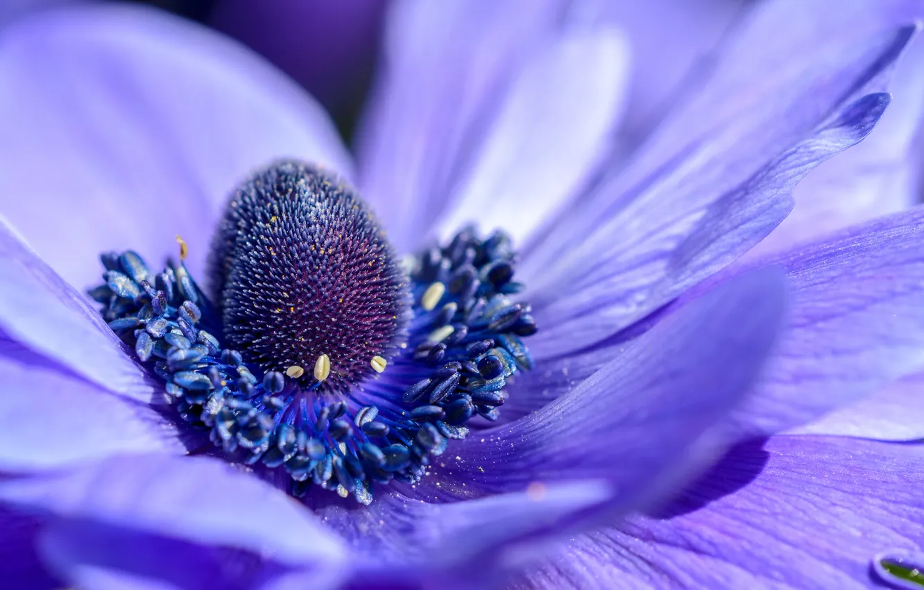 Фото обои цветок, фиолетовый, макро, природа, лепестки, красивый