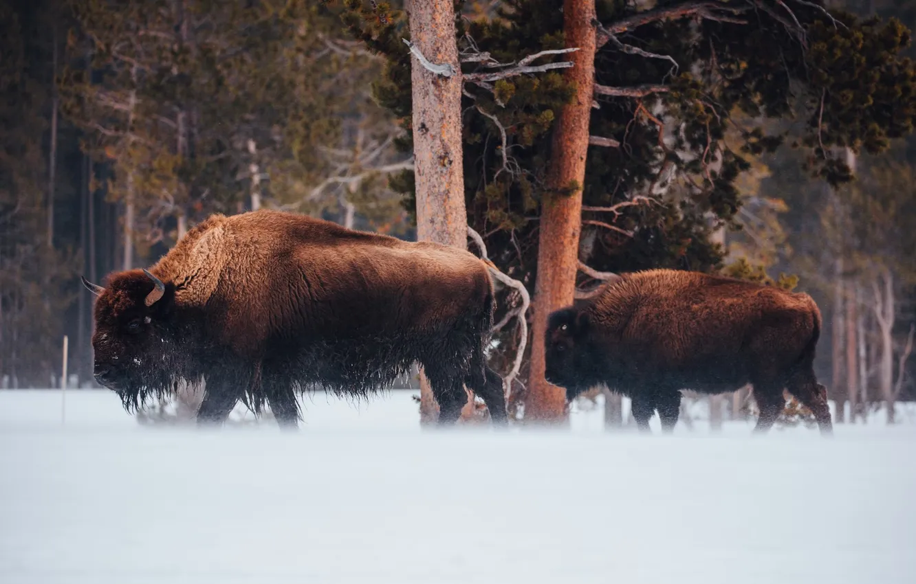 Фото обои animal, wildlife, buffalo, bison