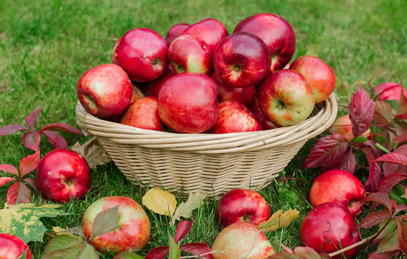 Фото обои осень, листья, корзина, поляна, яблоки, сад, урожай, плоды