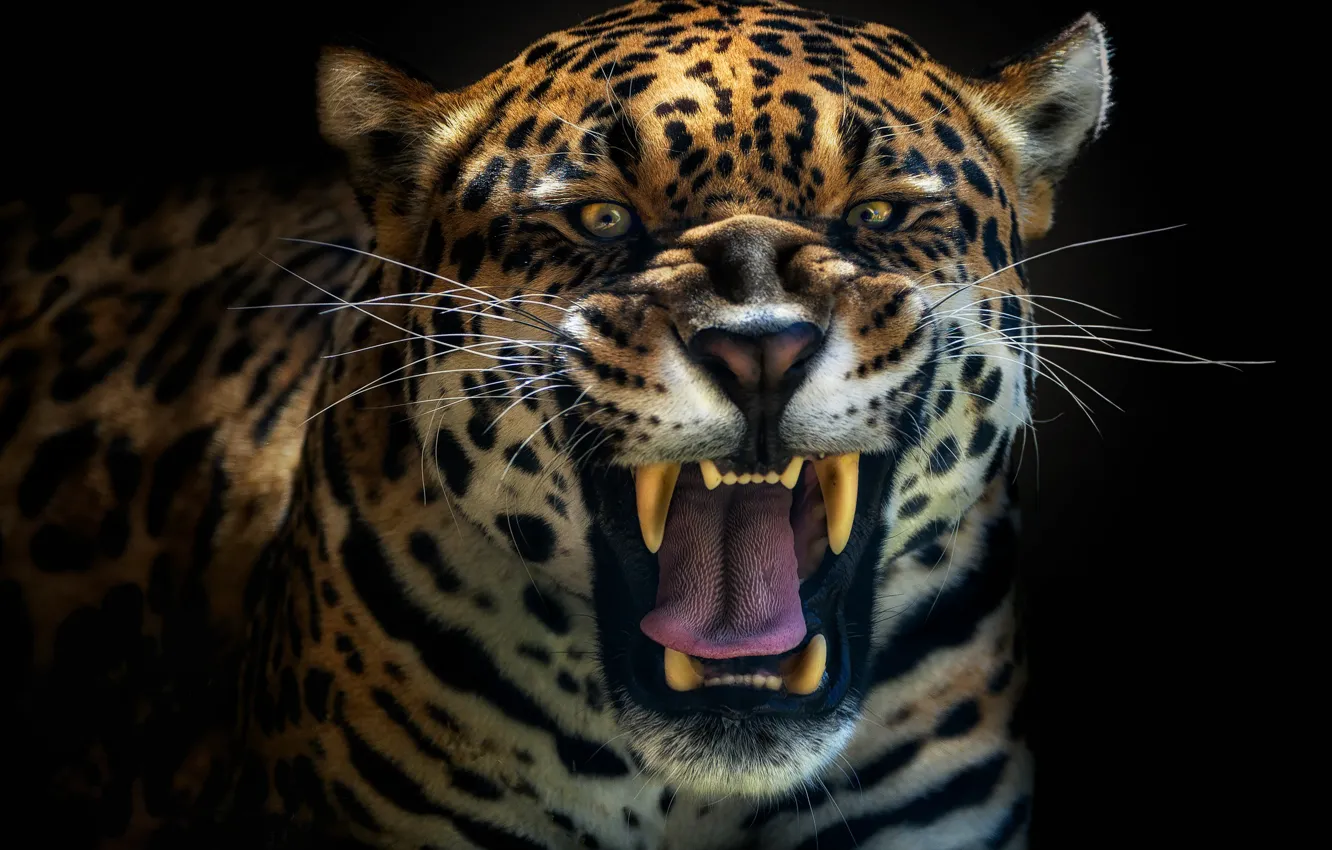 Фото обои хищник, Ягуар, леопард, рык
