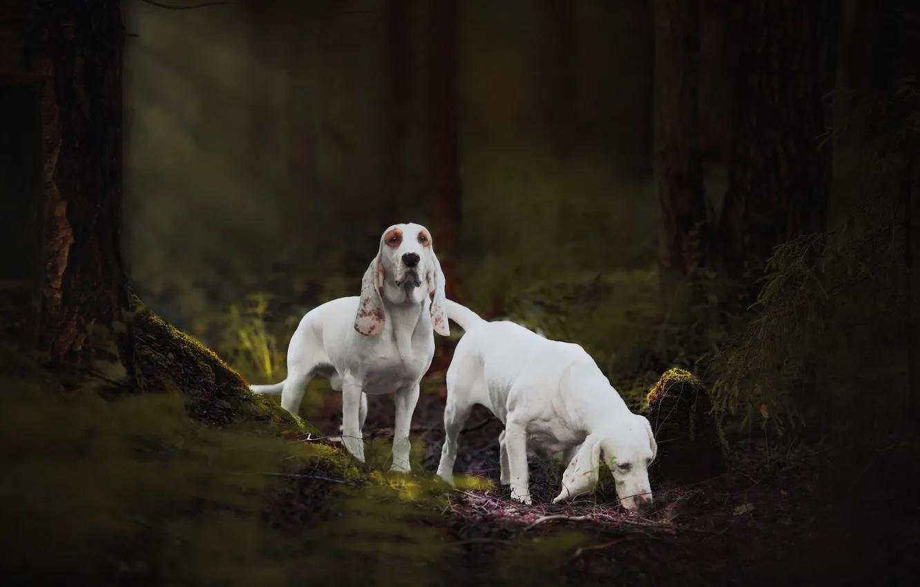 Фото обои лес, собаки, гончая, Наталия Поникарова, Испанская гончая, Сабуэсо эспаньол