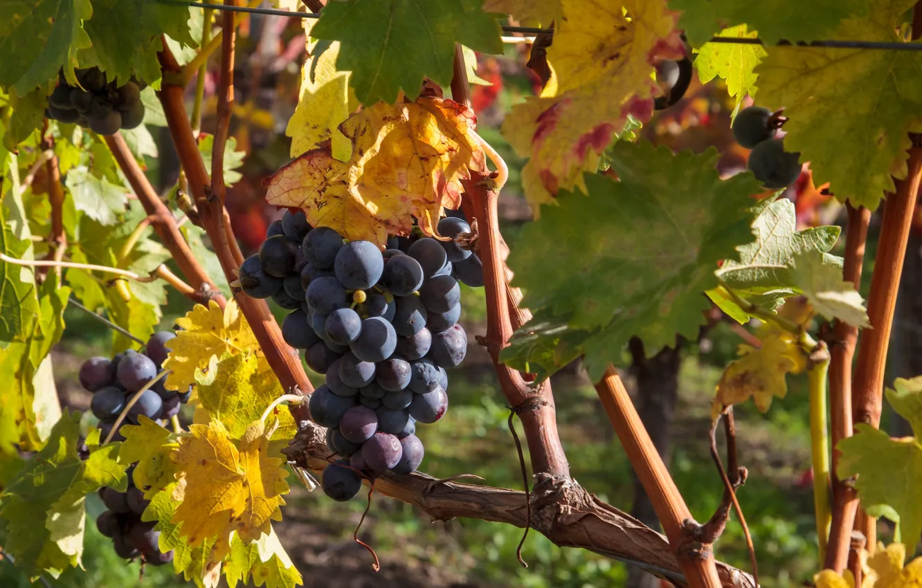 Фото обои осень, урожай, виноград, гроздь, лоза
