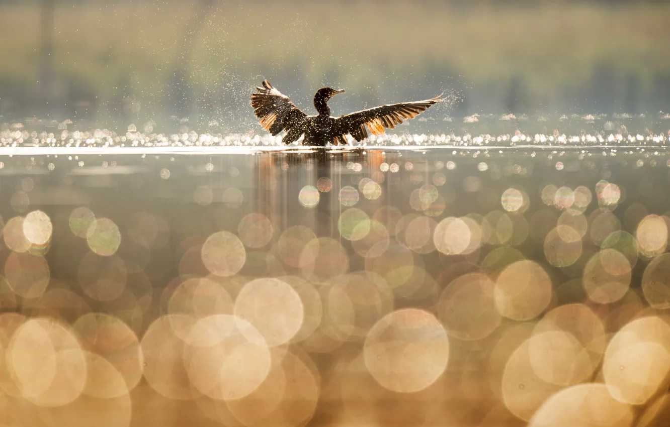 Фото обои вода, брызги, озеро, отражение, птица, крылья, утка, боке