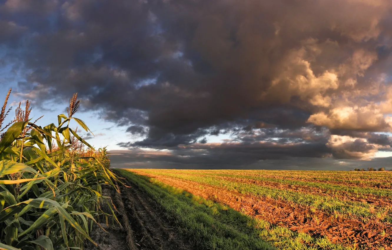 Фото обои облака, Поле, кукуруза