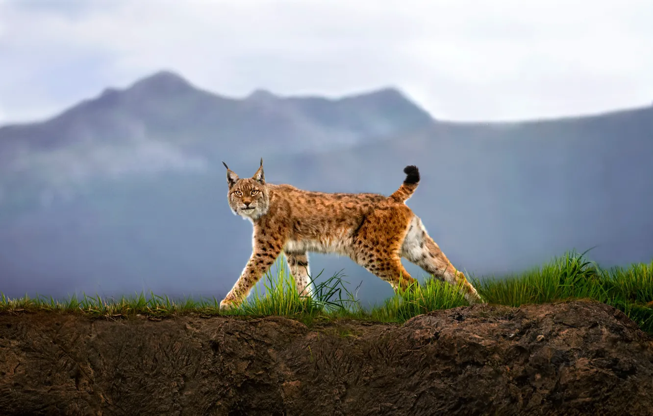Фото обои взгляд, хищник, рысь, Walking Lynx