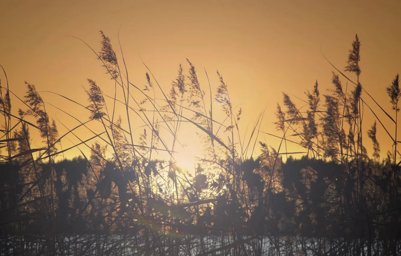 Фото обои лес, солнце, река, берег, растение, утро