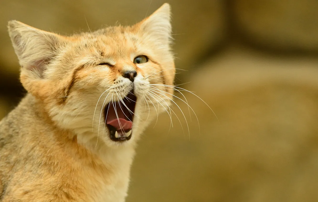 Фото обои язык, кошка, взгляд, зевает, песчаный кот, барханная кошка, sand cat