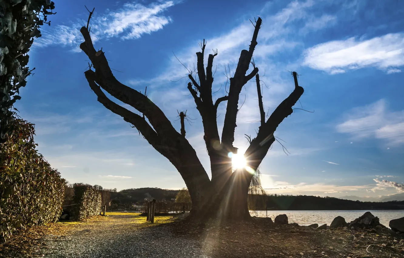 Фото обои солнце, дерево, берег