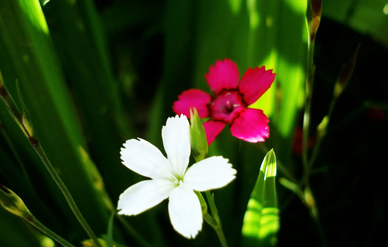 Фото обои белый, цветы, лиловый