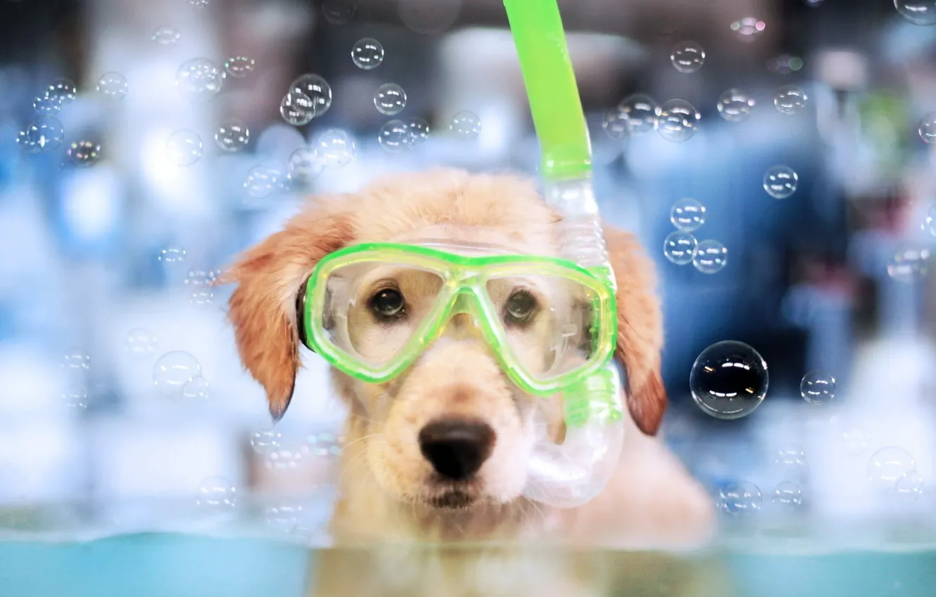 Фото обои bubbles, Dog, water, animal, fun, funny, snorkel, muzzle