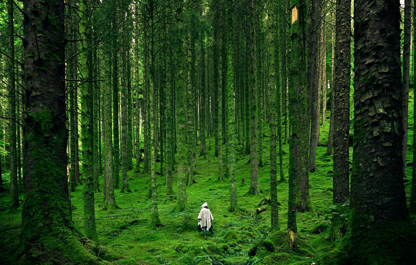 Фото обои лес, деревья, зеленая трава, мох, forest, trees, green grass, moss